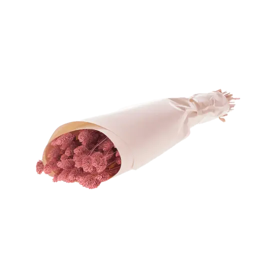 Botte Phalaris Pink