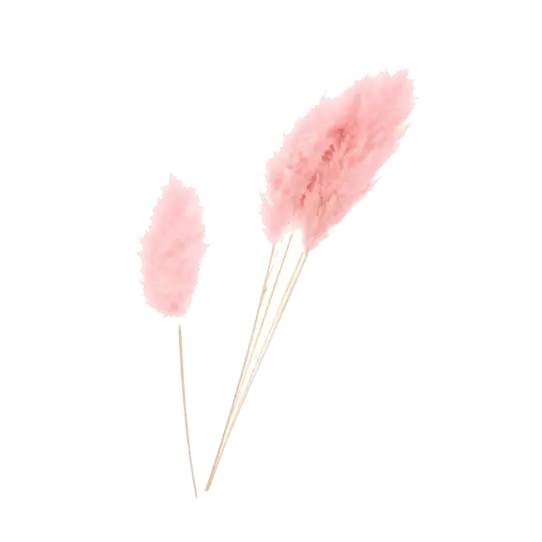Tige Pampa Rose Misty prémium