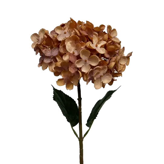 Hortensia - Antan