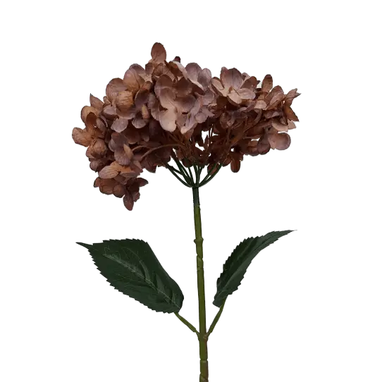 Hortensia - Pourpre