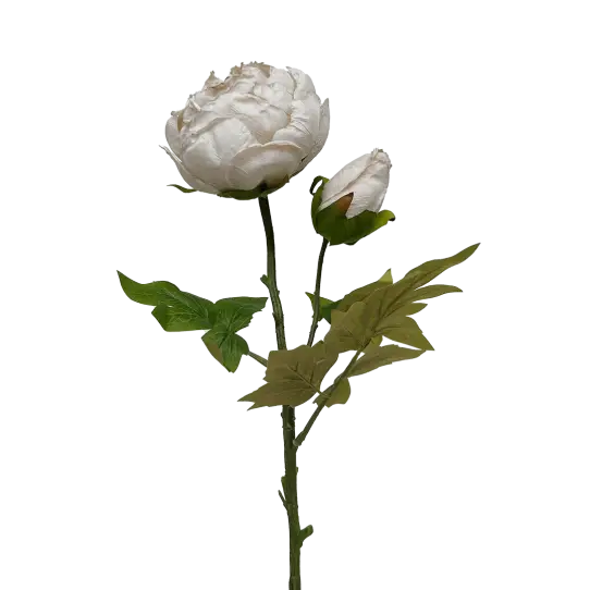 Tige de Pivoine - Champagne