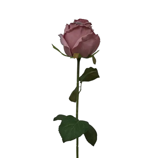 Tige de Rose - Rose
