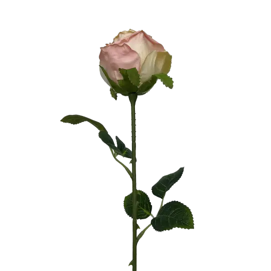 Tige de Rose - Bicolor