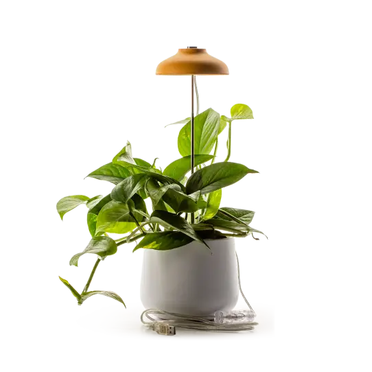 Lampe Horticole moutarde