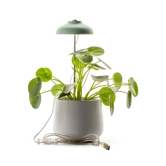 Lampe Horticole vert d'eau