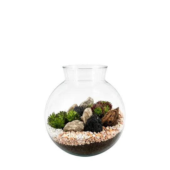 Havana S Succulente