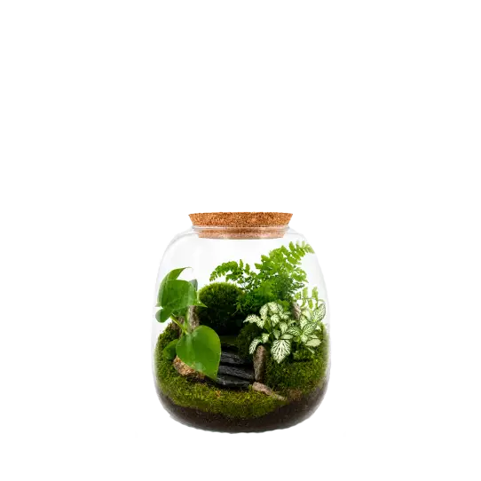 Moly M Landscape