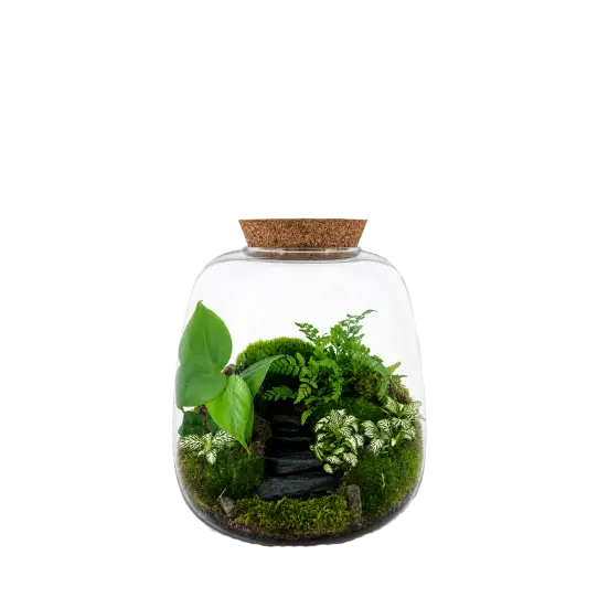 Moly L Landscape