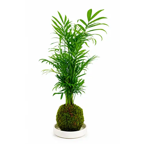 Kokedama Chamae + Coupe