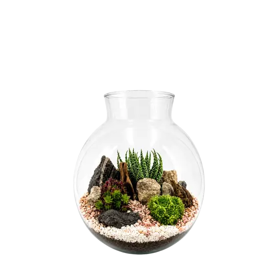 Havana M Succulente