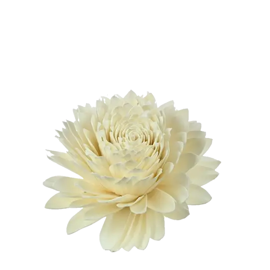 Tête de Sola blanche D25