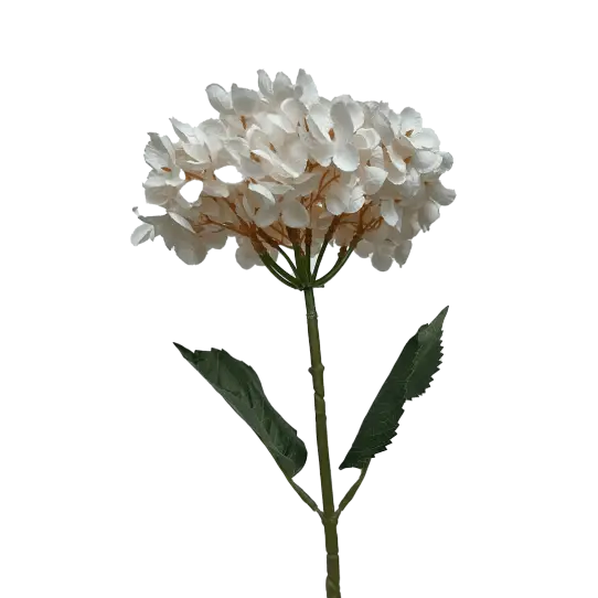 Hortensia - Blanc