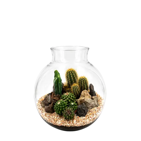 Havana M Cactus