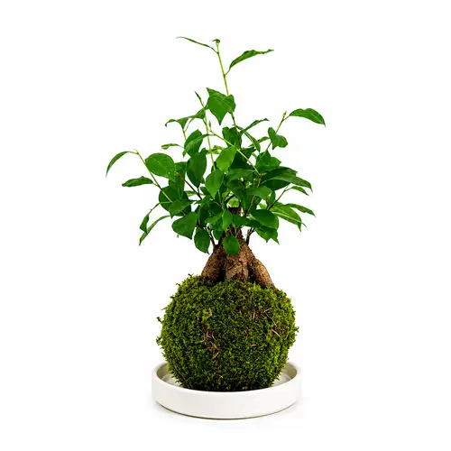 Kokedama Ginseng + Coupe