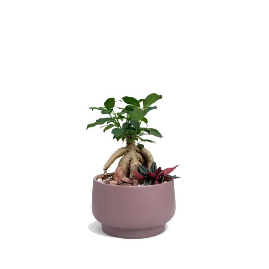 COMPO - Epur terracotta