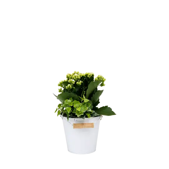 COMPO - Zinc et Nature 1 S