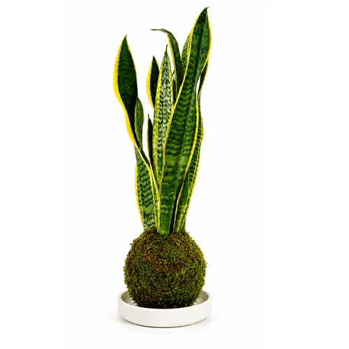 Kokedama Sansevieria + Coupe