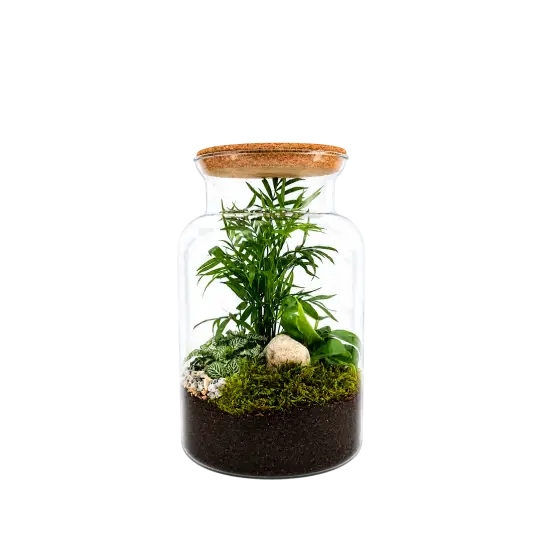 Jungle M Origin