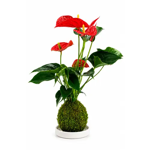 Kokedama Anthurium + Coupe