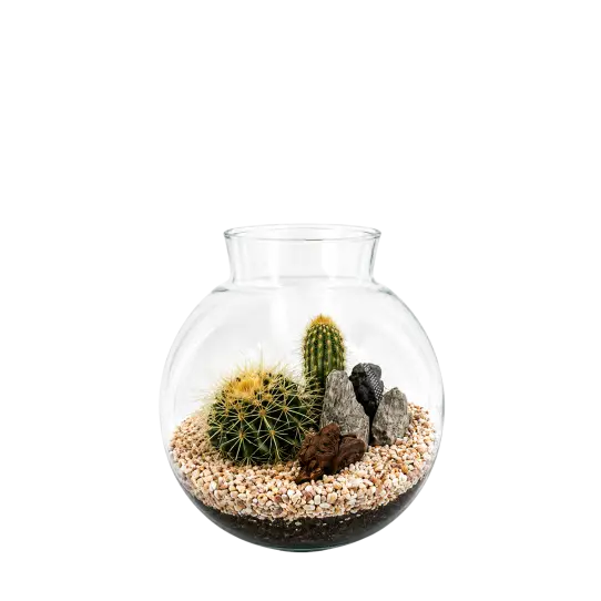 Havana S Cactus