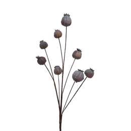 Tige de Pavots - Pourpre