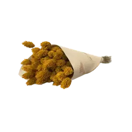 Botte Phalaris Jaune