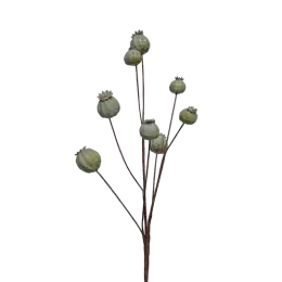 Tige de Pavots - Vert