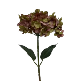 Hortensia - Rose/vert