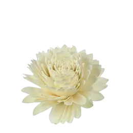 Tête de Sola blanche D25