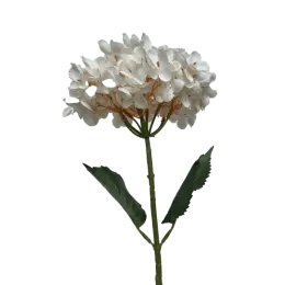 Hortensia - Blanc